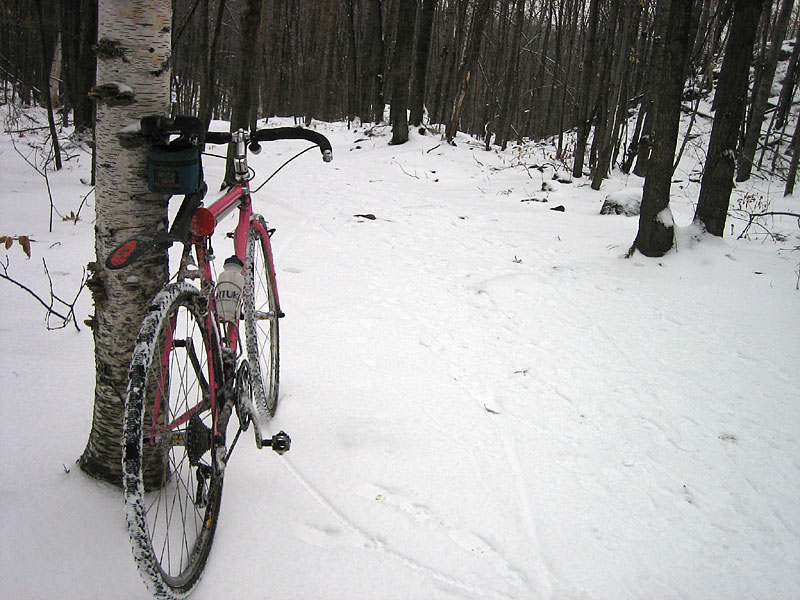 True North Cross Bike - iin the woods