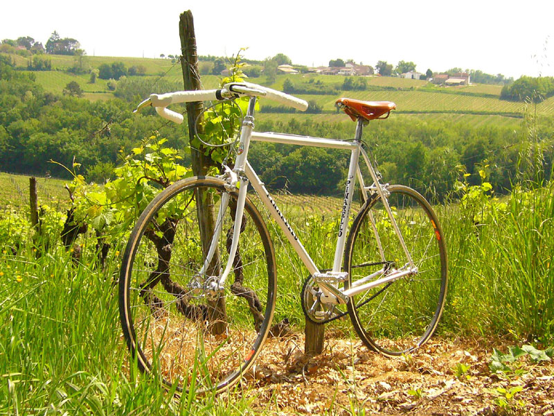 Pinarello Trevisio - at the vineyards