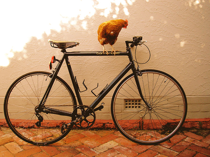 Cannondale Black Lightning - side view with chicken